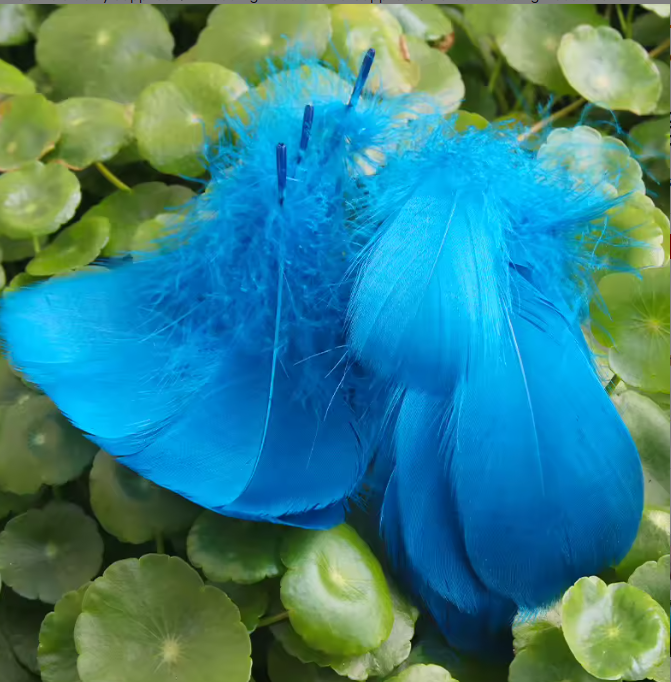 Dyed Feathers