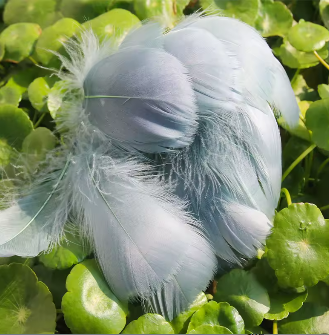 Dyed Feathers