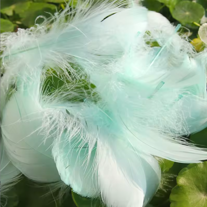 Dyed Feathers