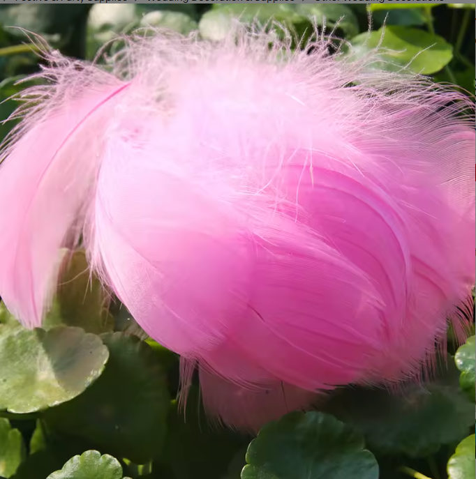 Dyed Feathers