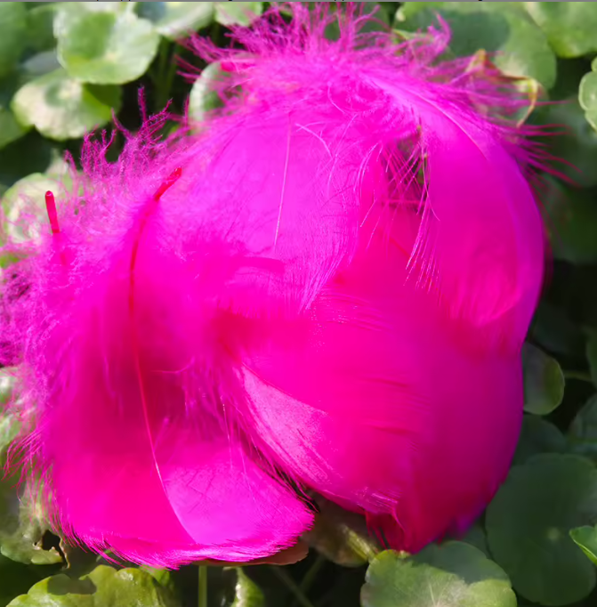 Dyed Feathers